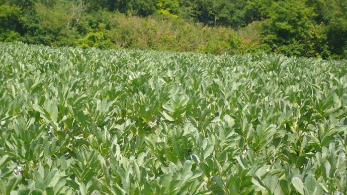 Lutter contre les bruches de la féverole et de la lentille est un des deux axes du programme de recherche. © C. URVOY